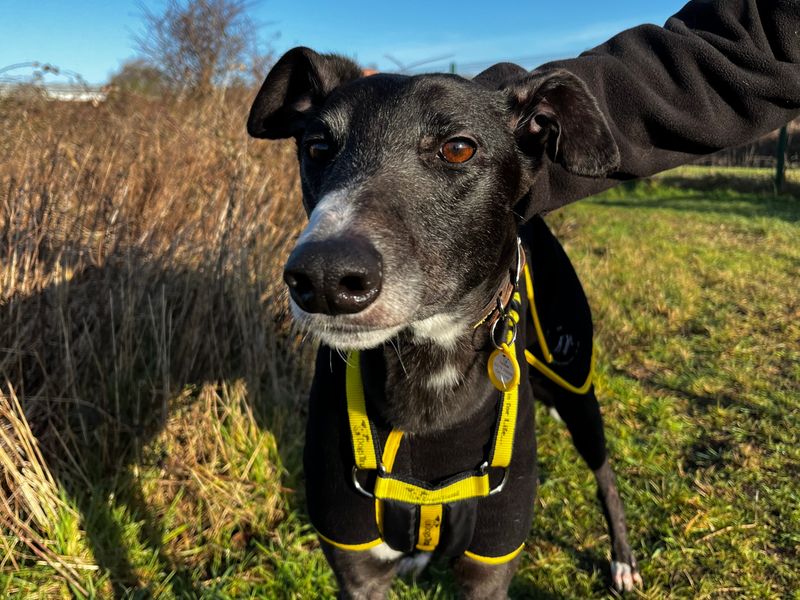 Walker | Greyhound | Shoreham (Sussex) - 1