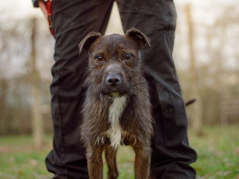 Brillo, a 6 years old male Unknown available for adoption from Dogs Trust in Kenilworth, Warwickshire