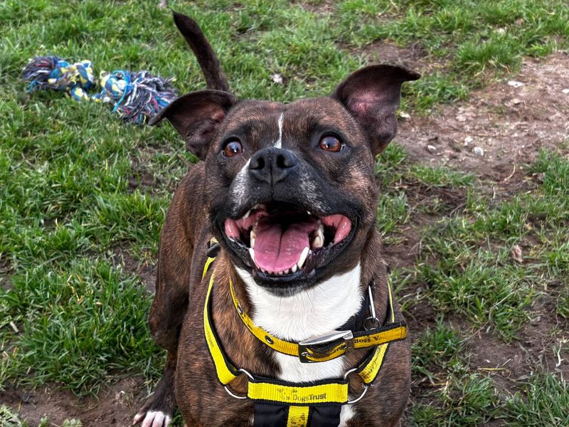 Dulci, a 6 years old female Staffordshire Bull Terrier available for adoption from Dogs Trust in Snetterton, Norfolk