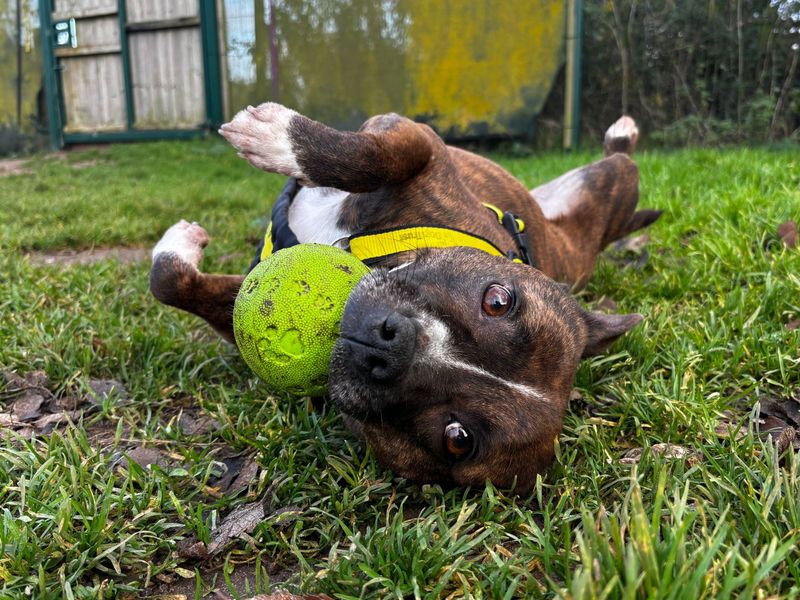 Staffordshire Bull Terrier for adoption in Snetterton, Norfolk – 5 years old - Image 2 of 3