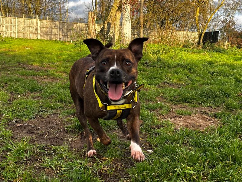 Staffordshire Bull Terrier for adoption in Snetterton, Norfolk – 5 years old - Image 3 of 3