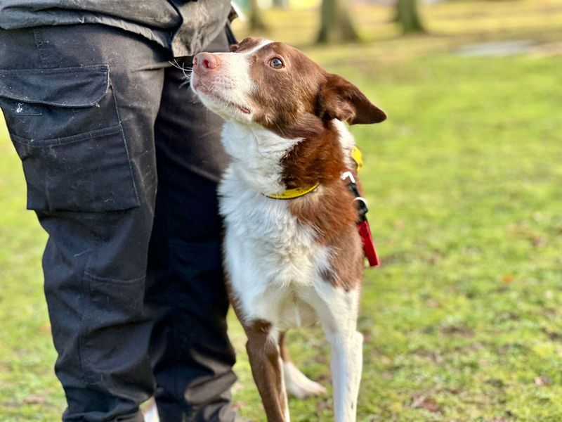Border Collie for adoption in Chestfield, Kent – 6 years old - Image 5 of 5