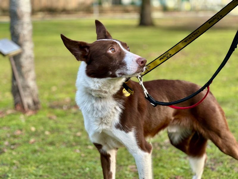 Border Collie for adoption in Chestfield, Kent – 6 years old - Image 4 of 5