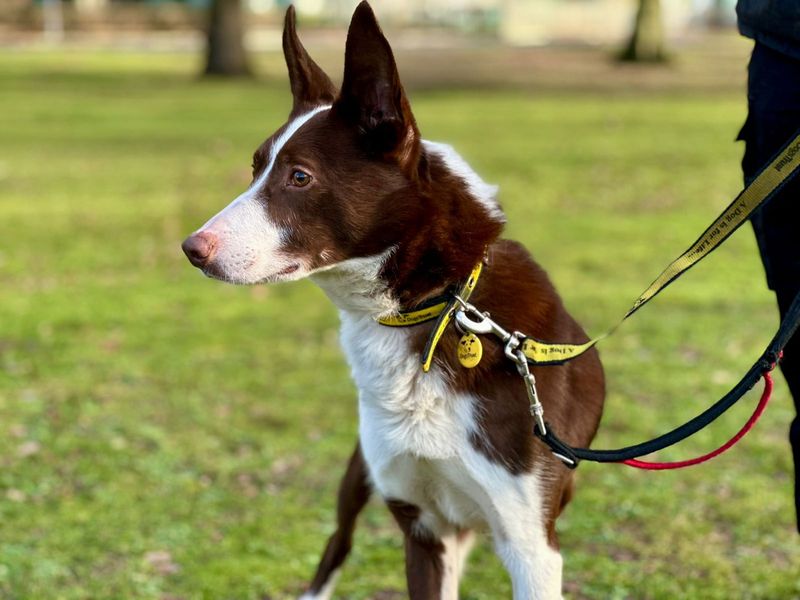 Border Collie for adoption in Chestfield, Kent – 6 years old - Image 2 of 5