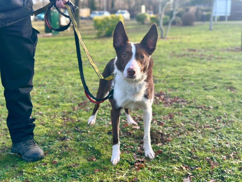 Border Collie for adoption in Chestfield, Kent – 6 years old