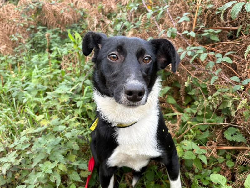 Border Collie for adoption in Snetterton, Norfolk – 11 months old - Image 4 of 4