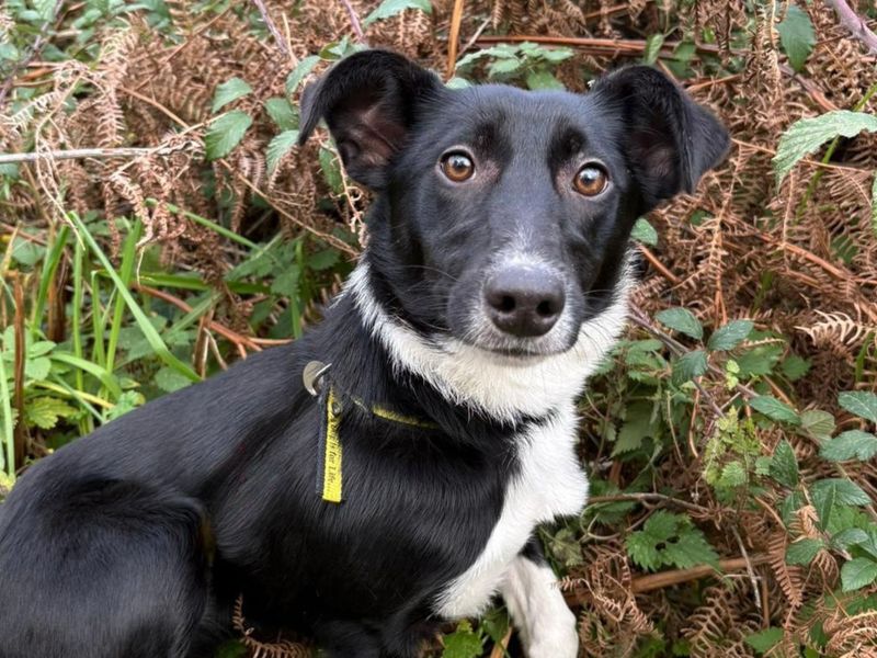 Border Collie for adoption in Snetterton, Norfolk – 11 months old - Image 3 of 4