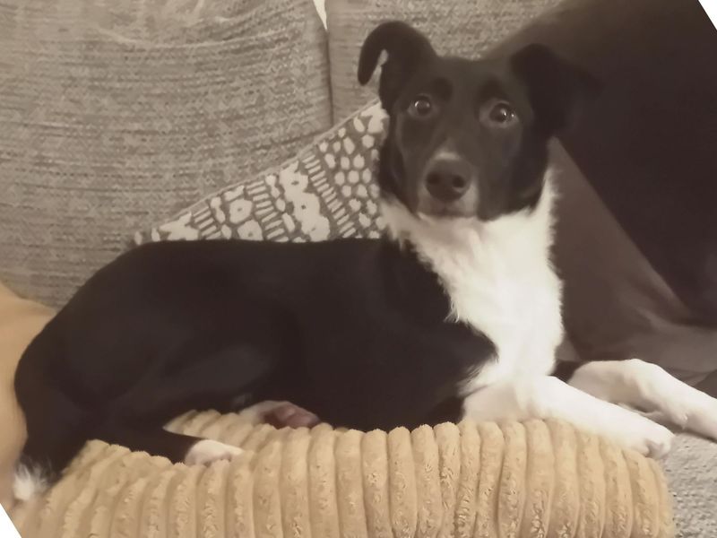 Lainey | Collie (Border) | Snetterton (Norfolk) - 1