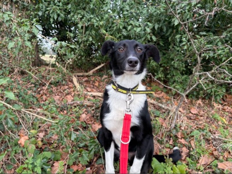 Border Collie for adoption in Snetterton, Norfolk – 11 months old - Image 2 of 4