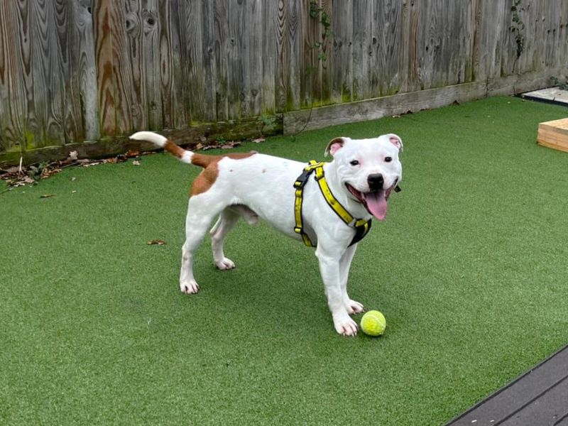 Staffordshire Bull Terrier for adoption in Chestfield, Kent – 1 year old