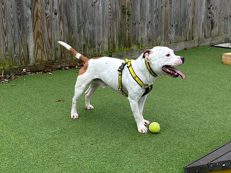 Staffordshire Bull Terrier for adoption in Chestfield, Kent – 1 year old - Image 3 of 3
