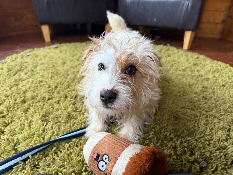 Joy, a 2 years old female Crossbreed available for adoption from Dogs Trust in West Calder, Scotland