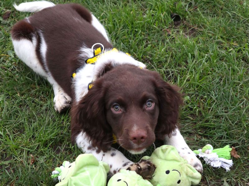 Springer Spaniel for adoption in Uxbridge, London – 3 months old