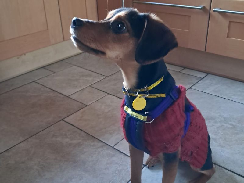 Angel, a 2 years old female Crossbreed available for adoption from Dogs Trust in Salisbury, Wiltshire