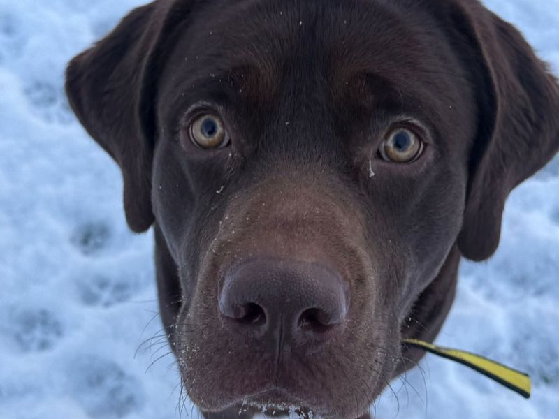 Bruno, a 2 years old male Labrador X Dogue de Bordeaux available for adoption from Dogs Trust in Shrewsbury, Shropshire