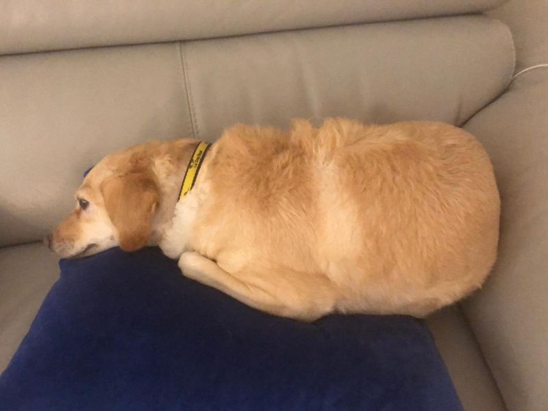 Polly, a 6 years old female Unknown available for adoption from Dogs Trust in Basildon, Essex