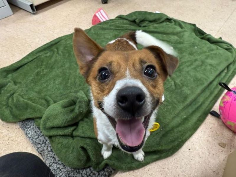 Eddie - Image 3 of 4