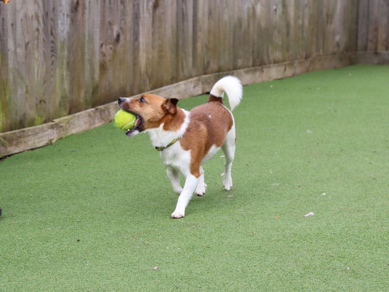 Eddie | Terrier (Jack Russell) | Glasgow - 6