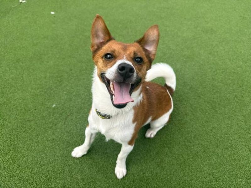 Eddie | Terrier (Jack Russell) | Glasgow - 4