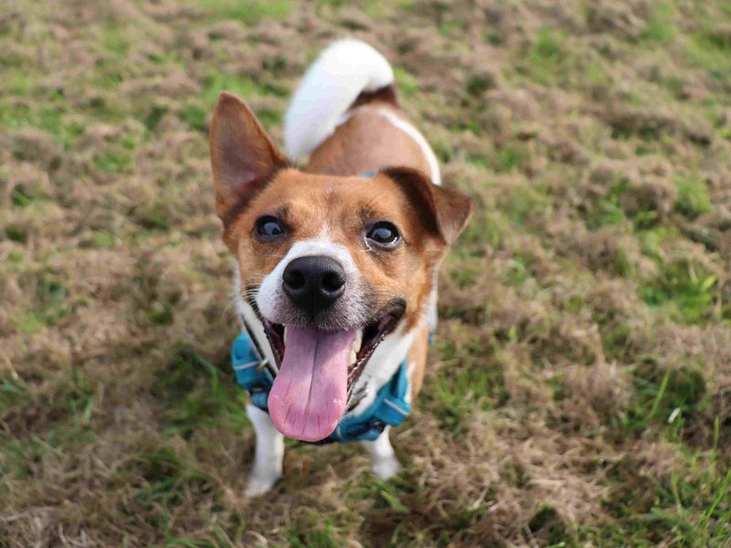 Eddie | Terrier (Jack Russell) | Glasgow - 2