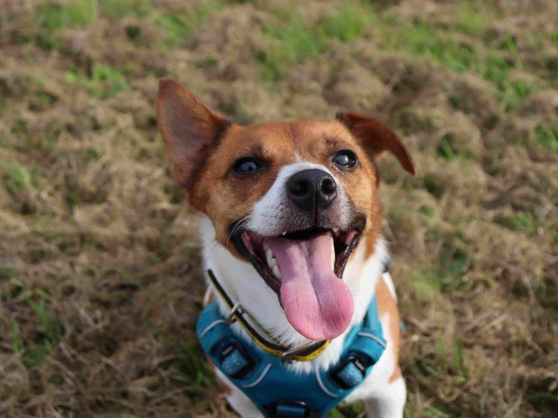 Eddie | Terrier (Jack Russell) | Glasgow - 7