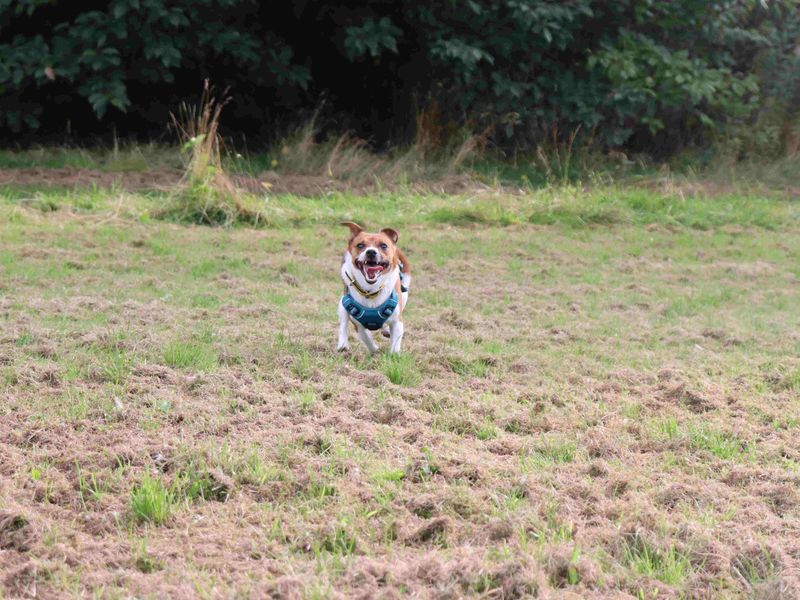 Eddie | Terrier (Jack Russell) | Glasgow - 3