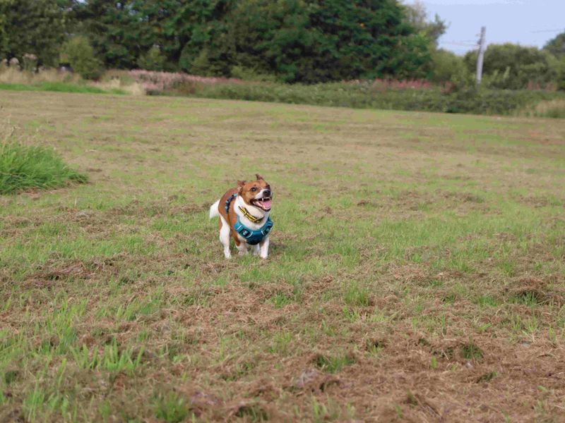 Eddie | Terrier (Jack Russell) | Glasgow - 5