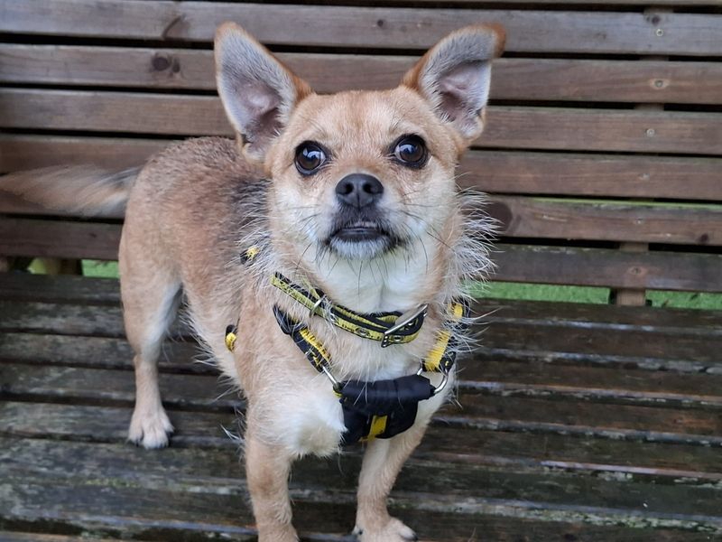 Chihuahua for adoption in Ilfracombe, Devon – 2 years old - Image 5 of 5