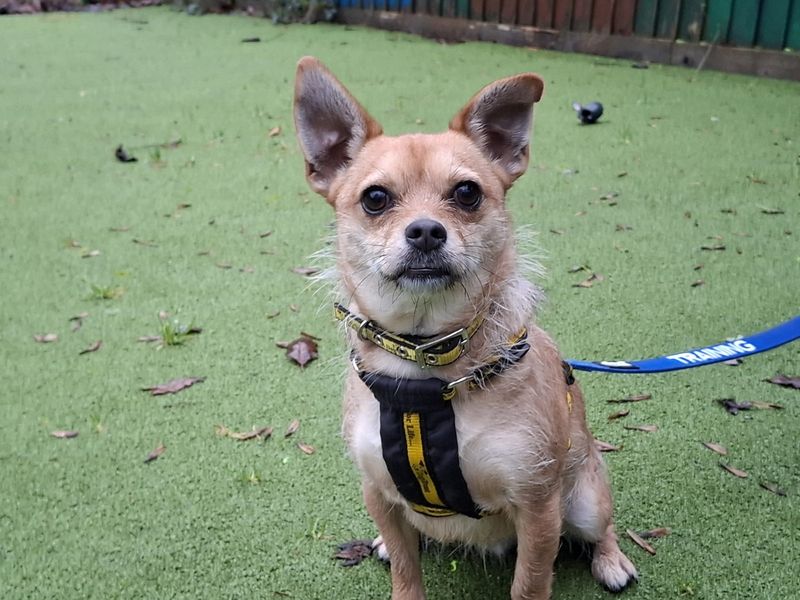 Chihuahua for adoption in Ilfracombe, Devon – 2 years old - Image 3 of 5