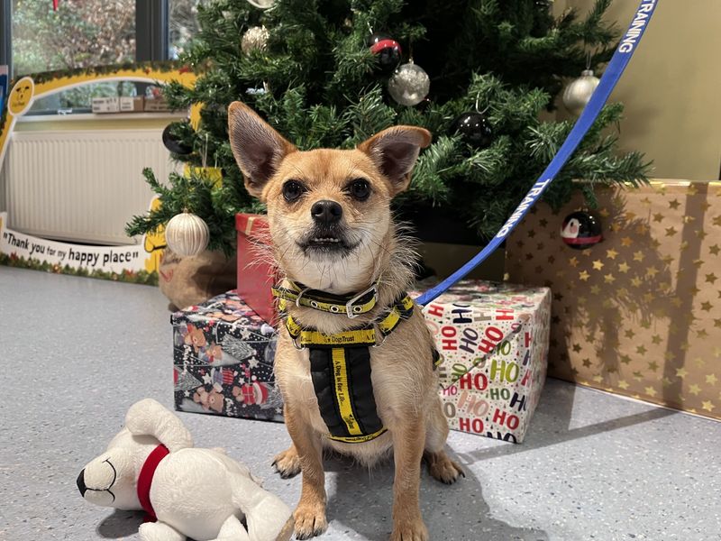 Chihuahua for adoption in Ilfracombe, Devon – 2 years old - Image 2 of 5