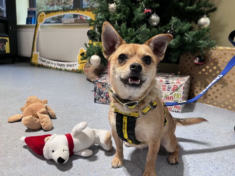 Chihuahua for adoption in Ilfracombe, North Devon – 2 years old