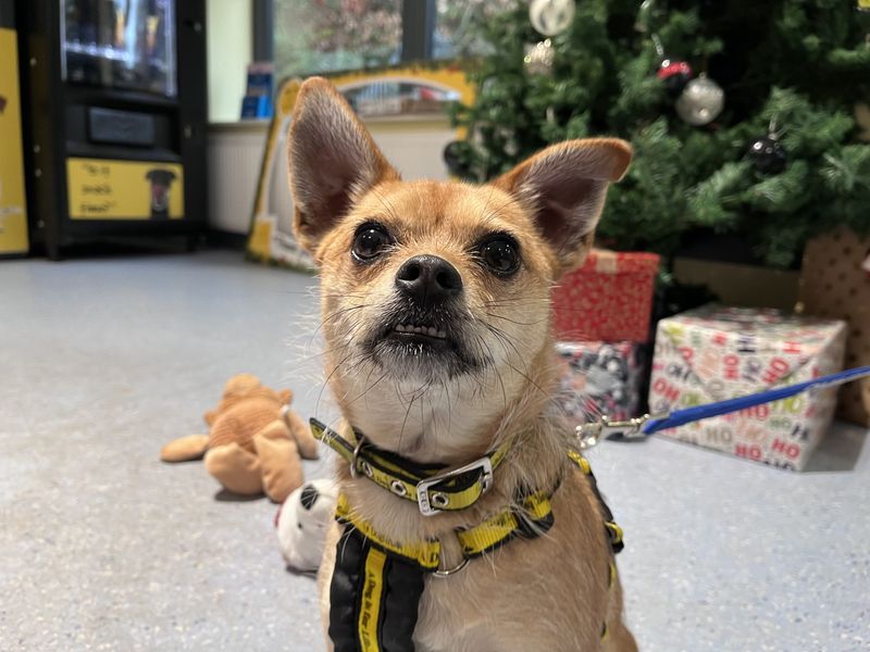 Chihuahua for adoption in Ilfracombe, Devon – 2 years old - Image 4 of 5