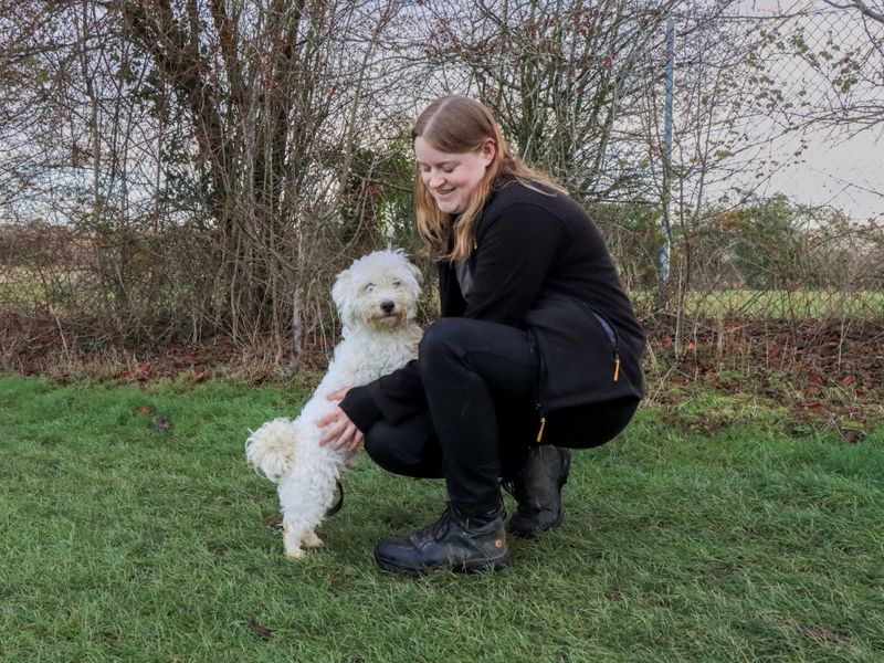 Noel, a 2 years old male Crossbreed available for adoption from Dogs Trust in Evesham, West Midlands