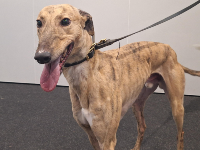 Greyhound for adoption in Sadberge, Co Durham – 4 years old
