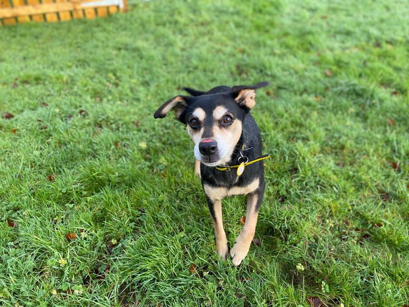 Cara, a 8 years old female Crossbreed available for adoption from Dogs Trust in Cumbria, Greater Manchester