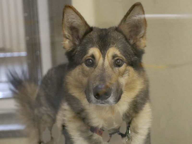 German Shepherd for adoption in Leeds, Yorkshire – 2 years old