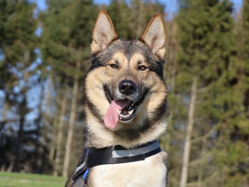 Loki | German Shepherd Dog Cross | Leeds - 1