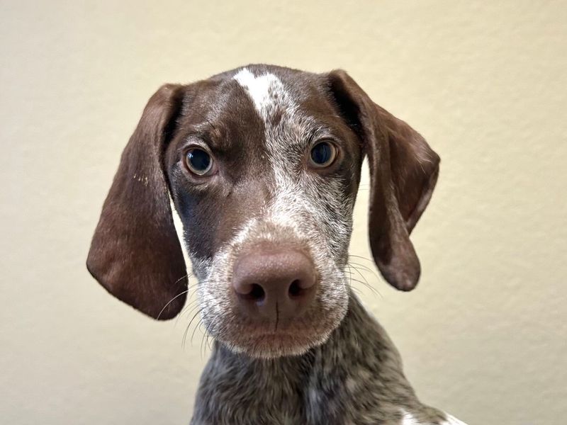 German Pointer for adoption in Ballymena, County Antrim – 5 months old - Image 4 of 4