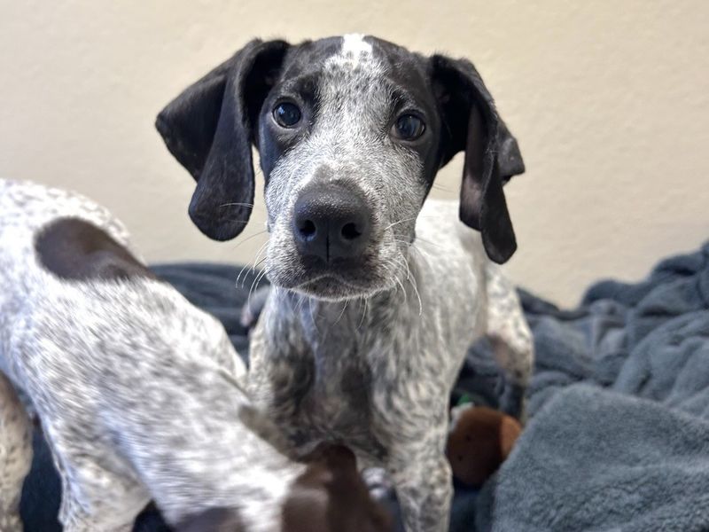 Daim | Pointer (German Shorthaired) | Ballymena (Northern Ireland) - 1