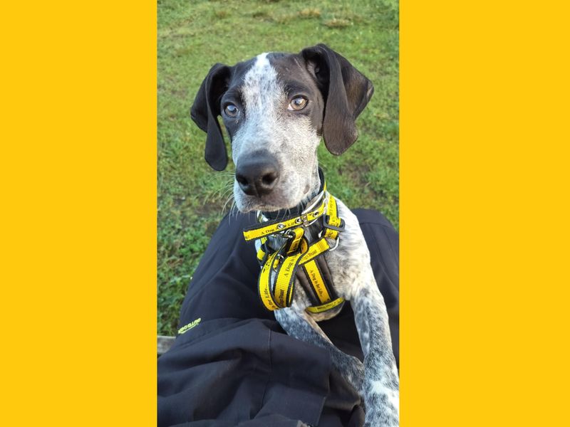 German Pointer for adoption in Ballymena, County Antrim – 5 months old - Image 2 of 2