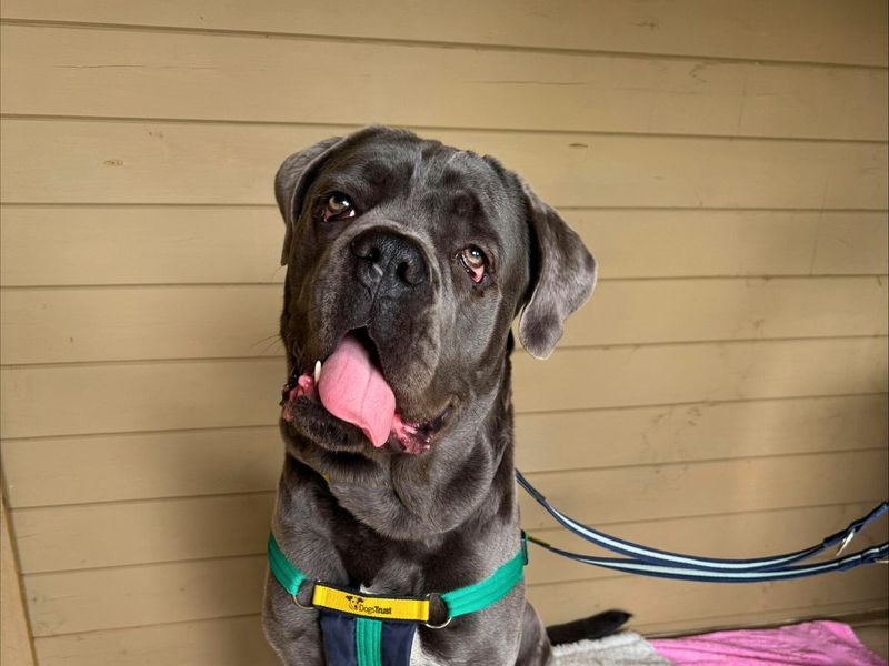 Cane Corso for adoption in Newton Tony, Wiltshire – 1 year old