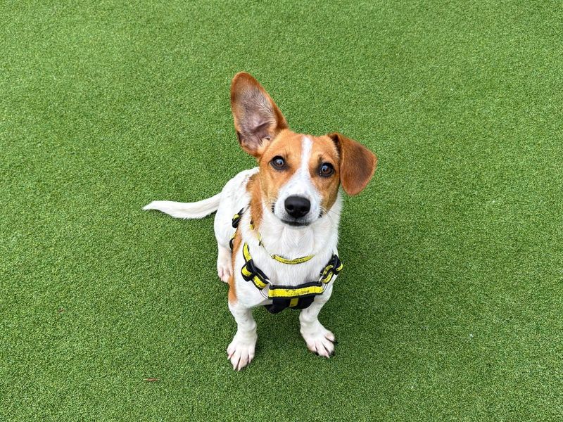 Jack Russell Terrier for adoption in Newton Tony, Wiltshire – 2 years old - Image 3 of 4