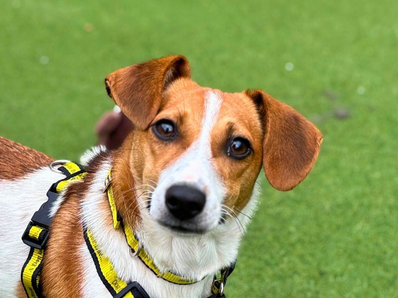 Jack Russell Terrier for adoption in Newton Tony, Wiltshire – 2 years old - Image 4 of 4