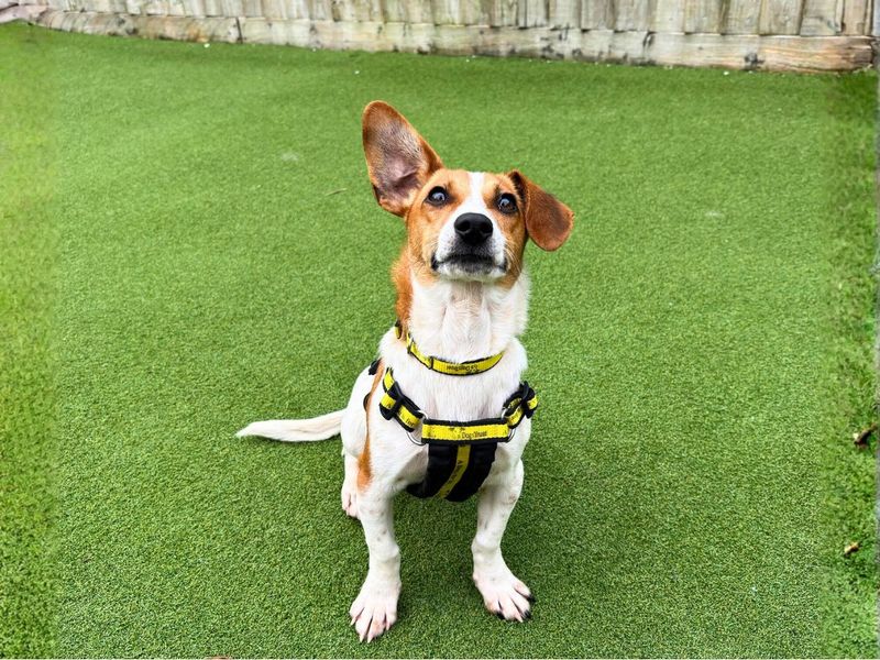 Jack Russell Terrier for adoption in Newton Tony, Wiltshire – 2 years old - Image 2 of 4