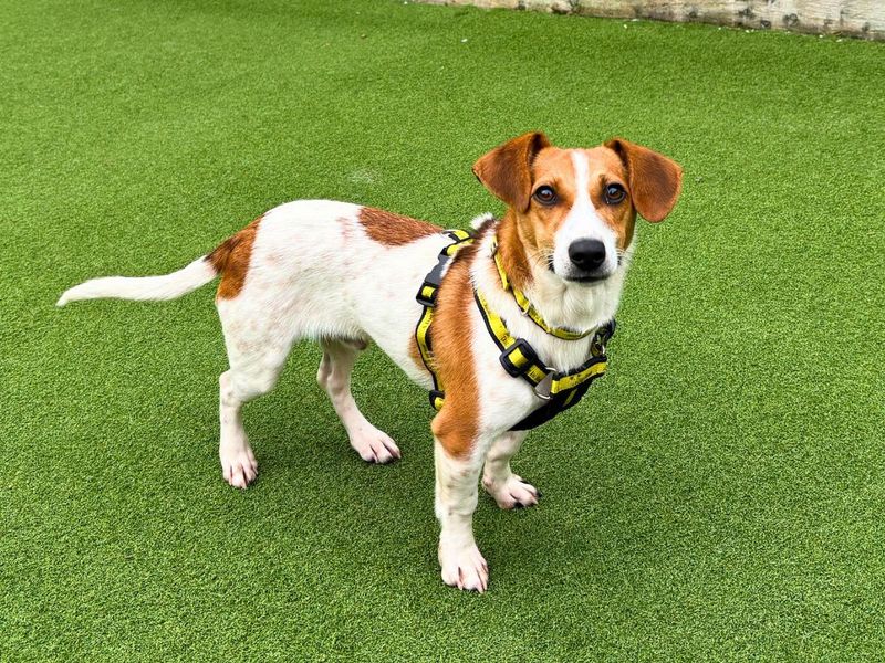 Jack Russell Terrier for adoption in Newton Tony, Wiltshire – 2 years old