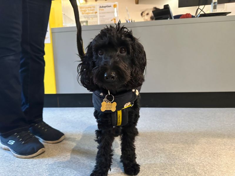 Cocker Spaniel for adoption in Mid Glamorgan, Wales – 3 years old