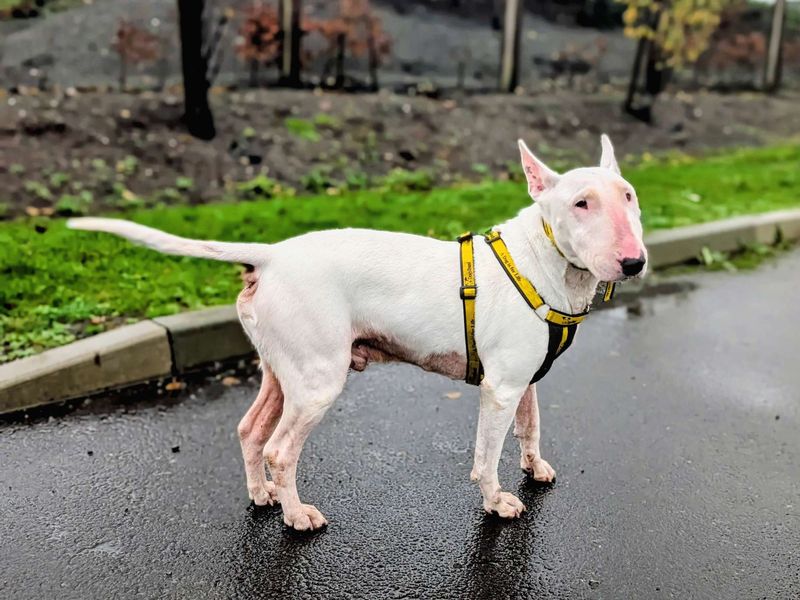Rudolph, a 8 years old male Unknown available for adoption from Dogs Trust in Splott, Wales