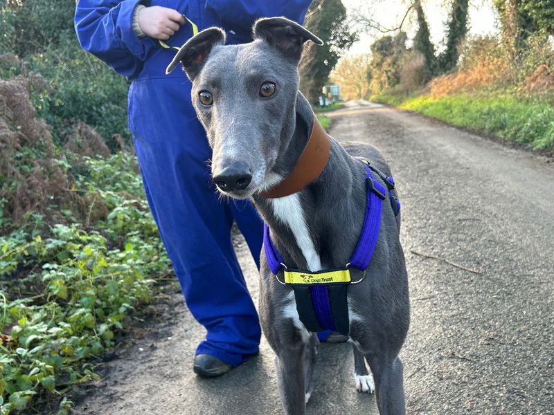 Greyhound for adoption in Snetterton, Norfolk – 2 years old