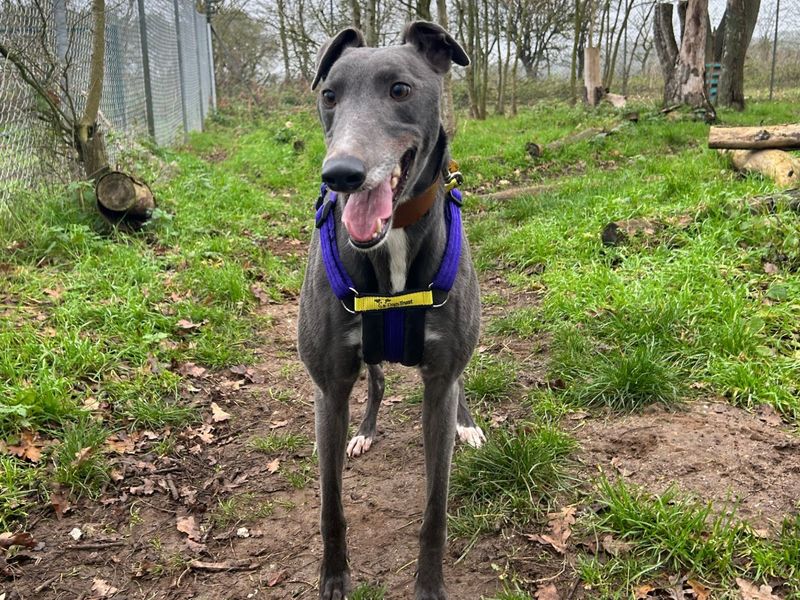 River | Greyhound | Snetterton (Norfolk) - 1