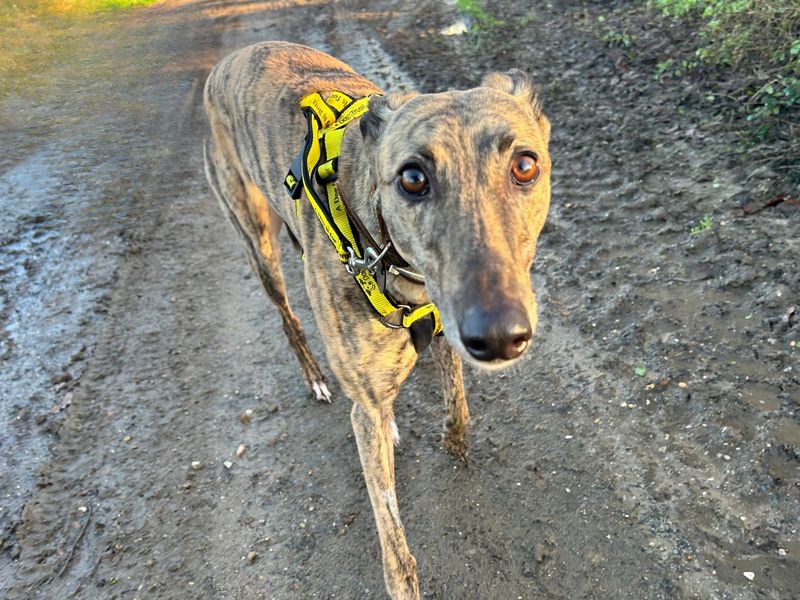 Greyhound for adoption in Snetterton, Norfolk – 4 years old